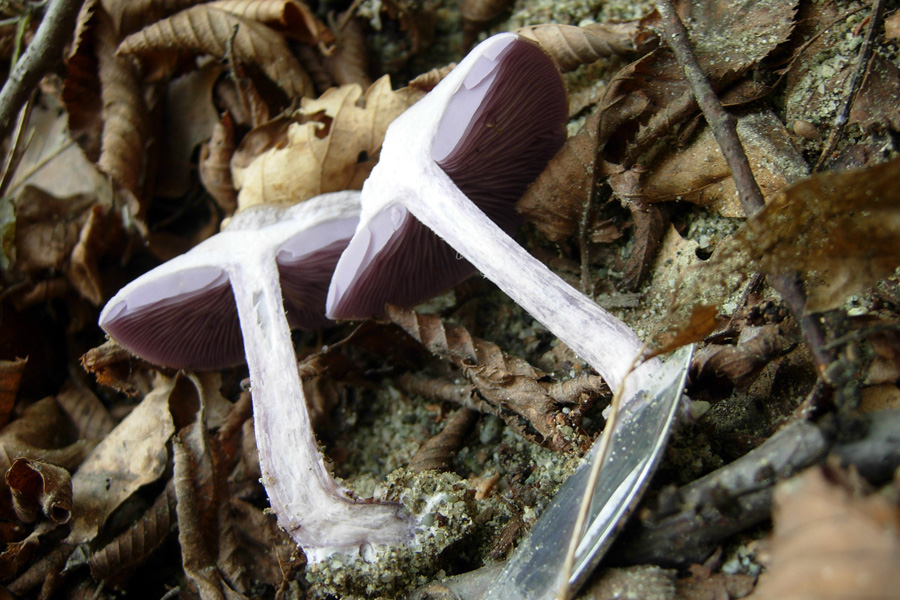 Fungo viola